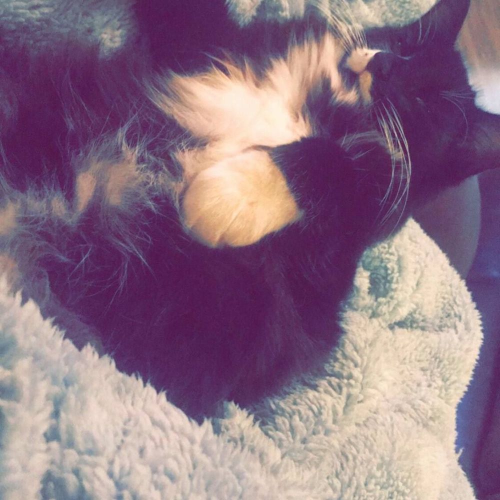 Meet your Posher, Hailey